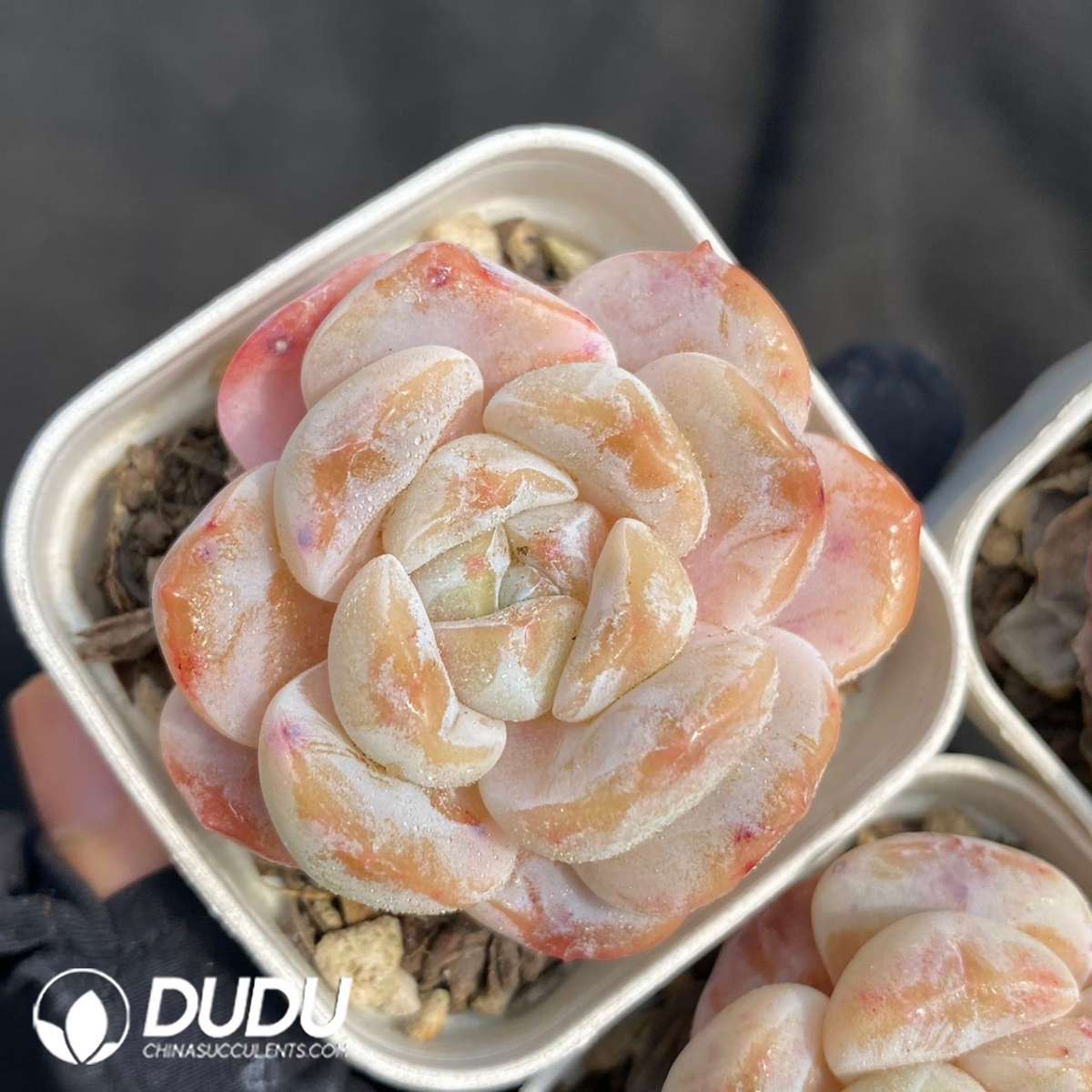 09125D60201.jpg Echeveria Cold Pond Fragrance - 画像 (1)