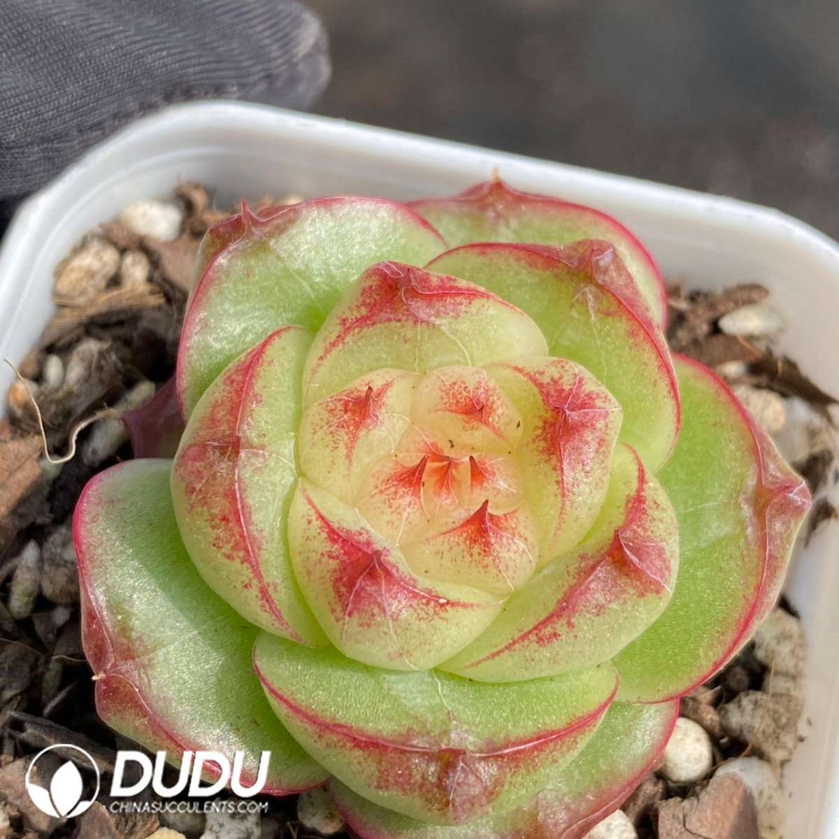 09130D60201.jpg Echeveria Green Glow Jenny - 画像 (1)