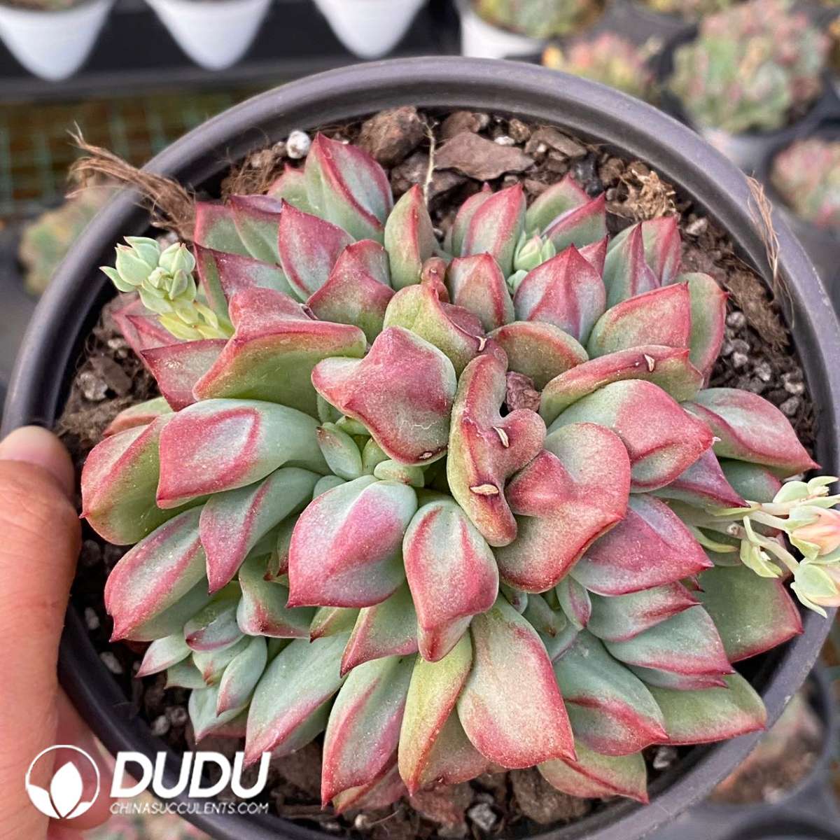 09132D120201.jpg Echeveria Ben Badis - 画像 (1)