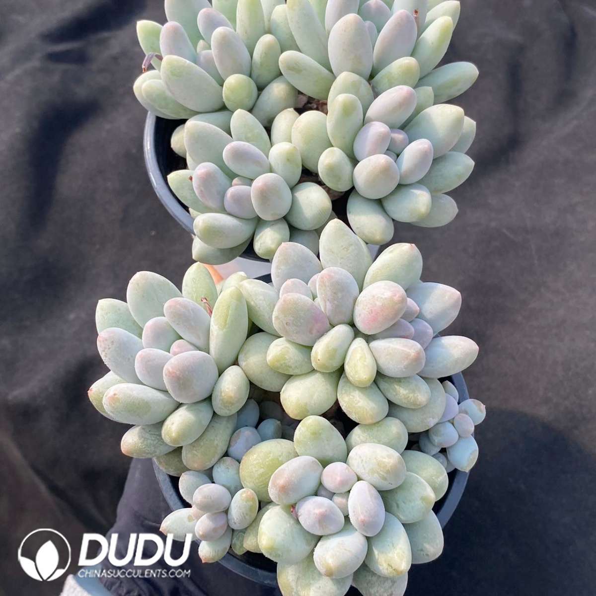 09133D90201.jpg Pachyphytum Rice Cake Clustering - 画像 (1)