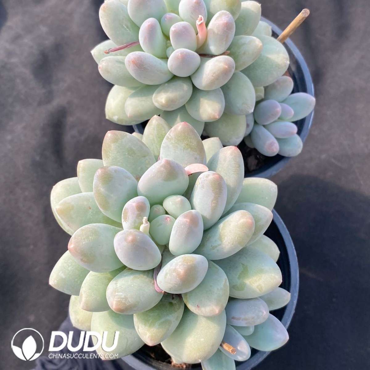 09134D90201.jpg Pachyphytum Rice Cake(Single/Double Heads Random) - 画像 (1)