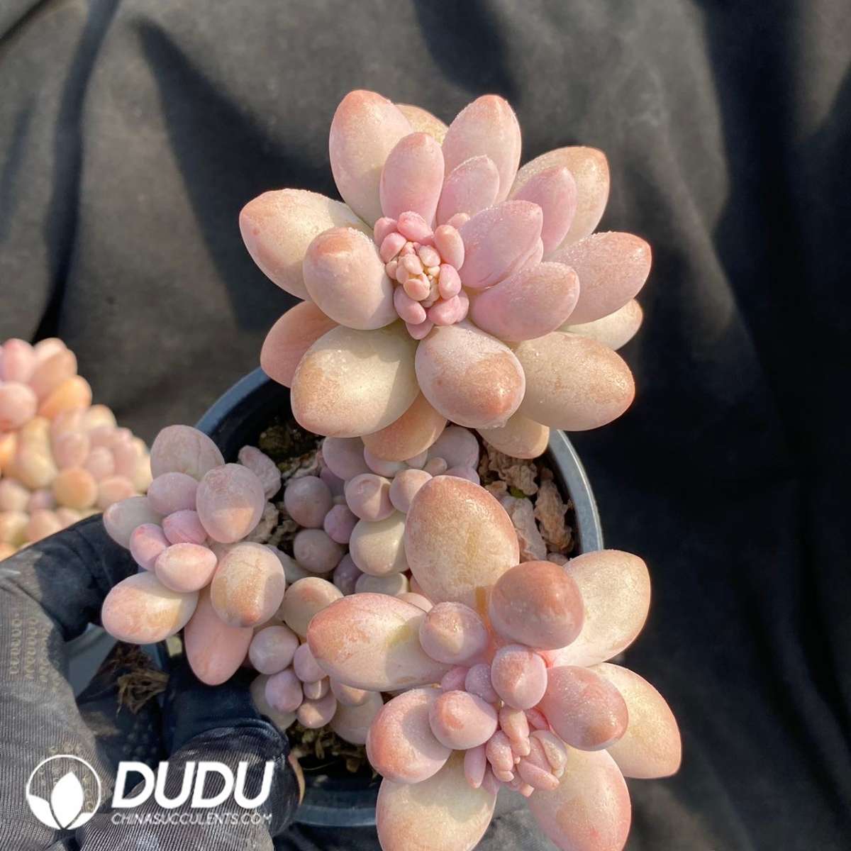 09136D90201.jpg Pachyphytum Pink Lover - 画像 (1)