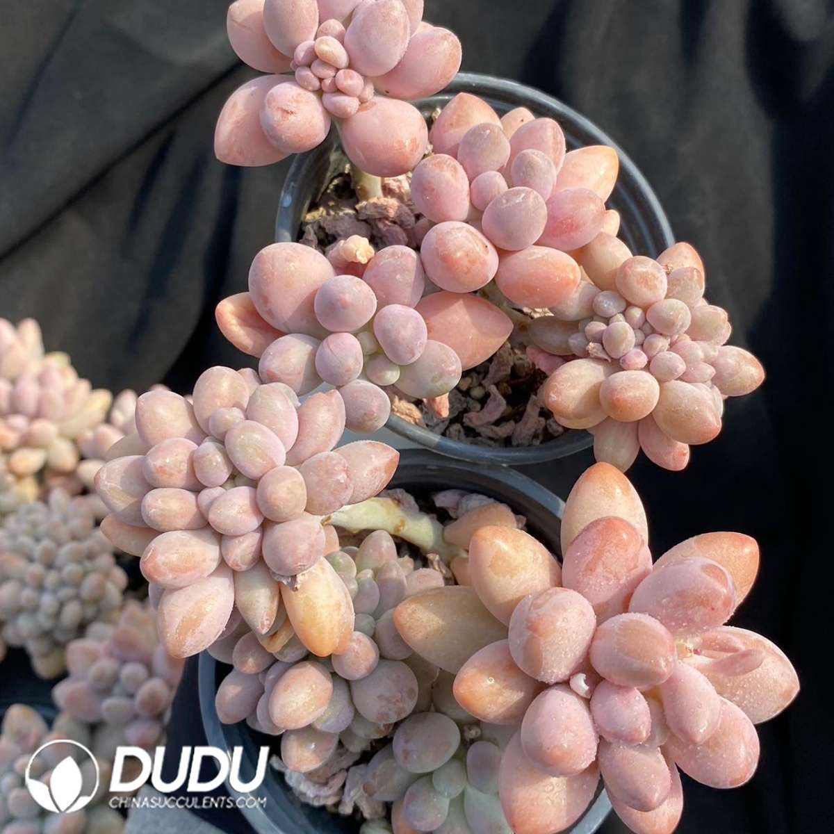 09137D90201.jpg Pachyphytum Pink Lover Cristata - 画像 (1)