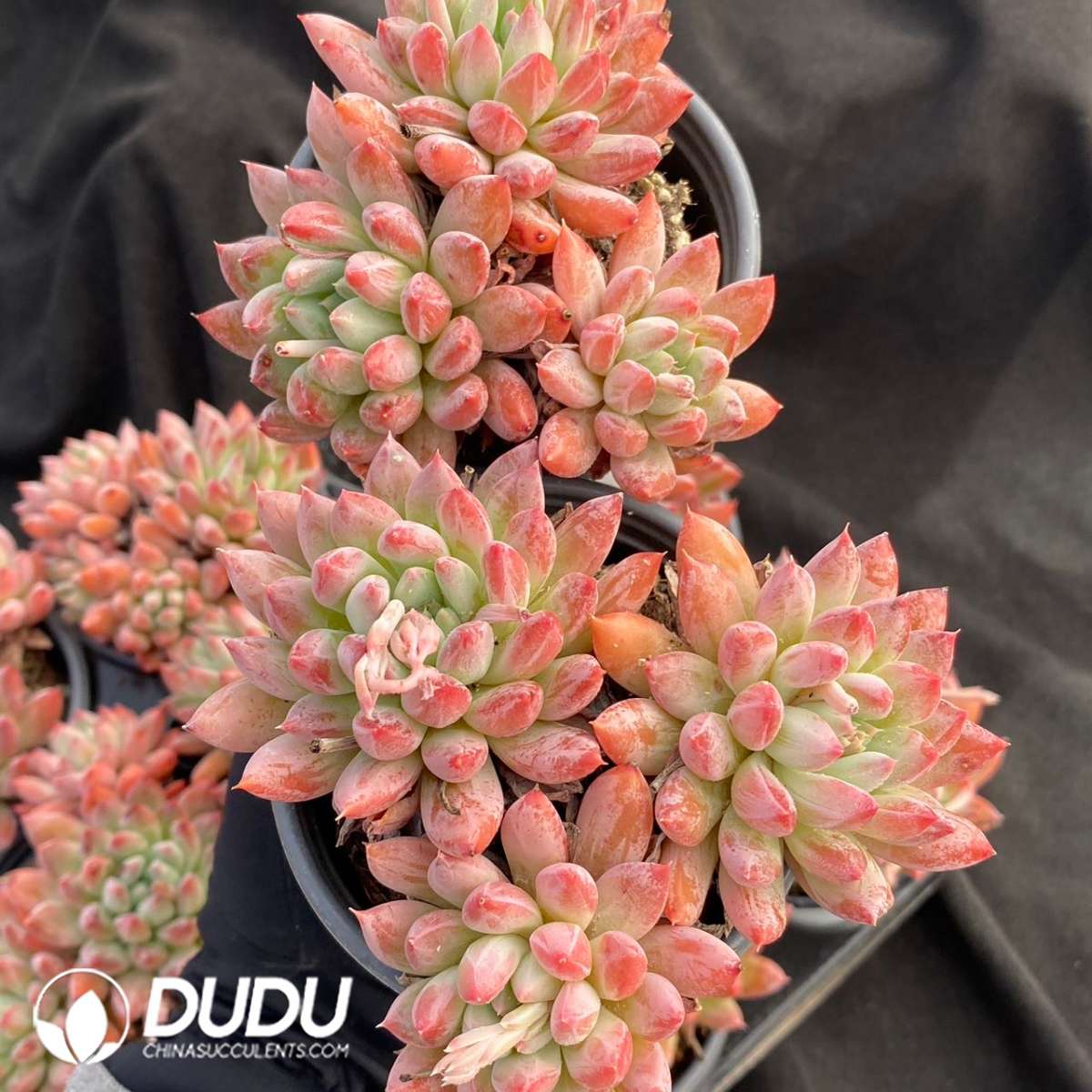 09139D90201.jpg Pachyphytum Meiluo Clustering - 画像 (1)