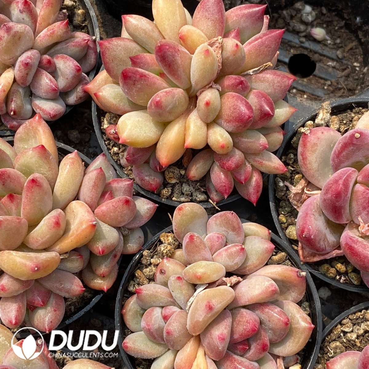 09143D60201.jpg Pachyphytum Shanks Clustering - 画像 (1)