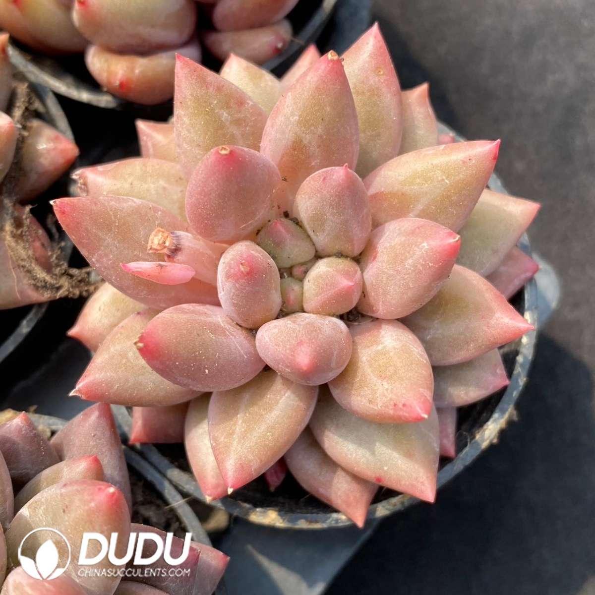 09144D60201.jpg Pachyphytum Goldfish Hime - 画像 (1)