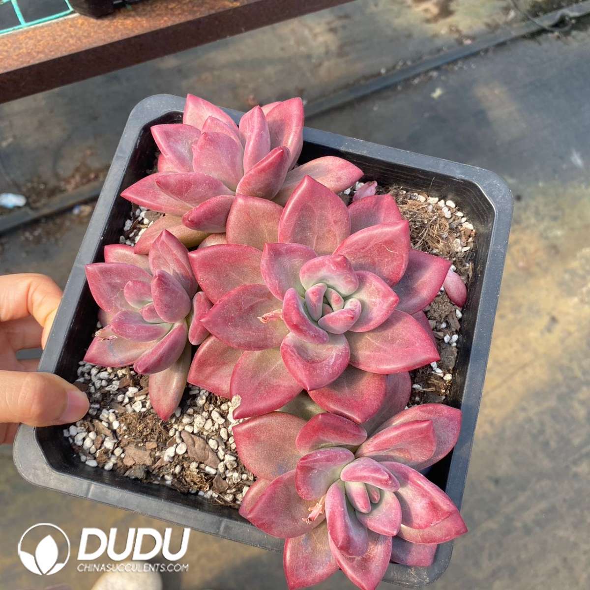 09145D180201.jpg Echeveria Hephaestus Clustering - 画像 (1)