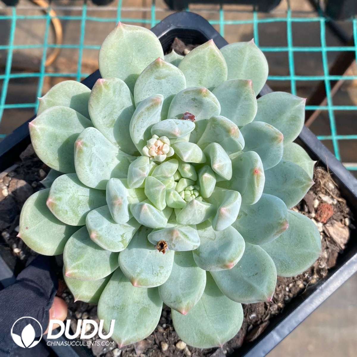 09151D160201.jpg Echeveria Elizabeth - 画像 (1)