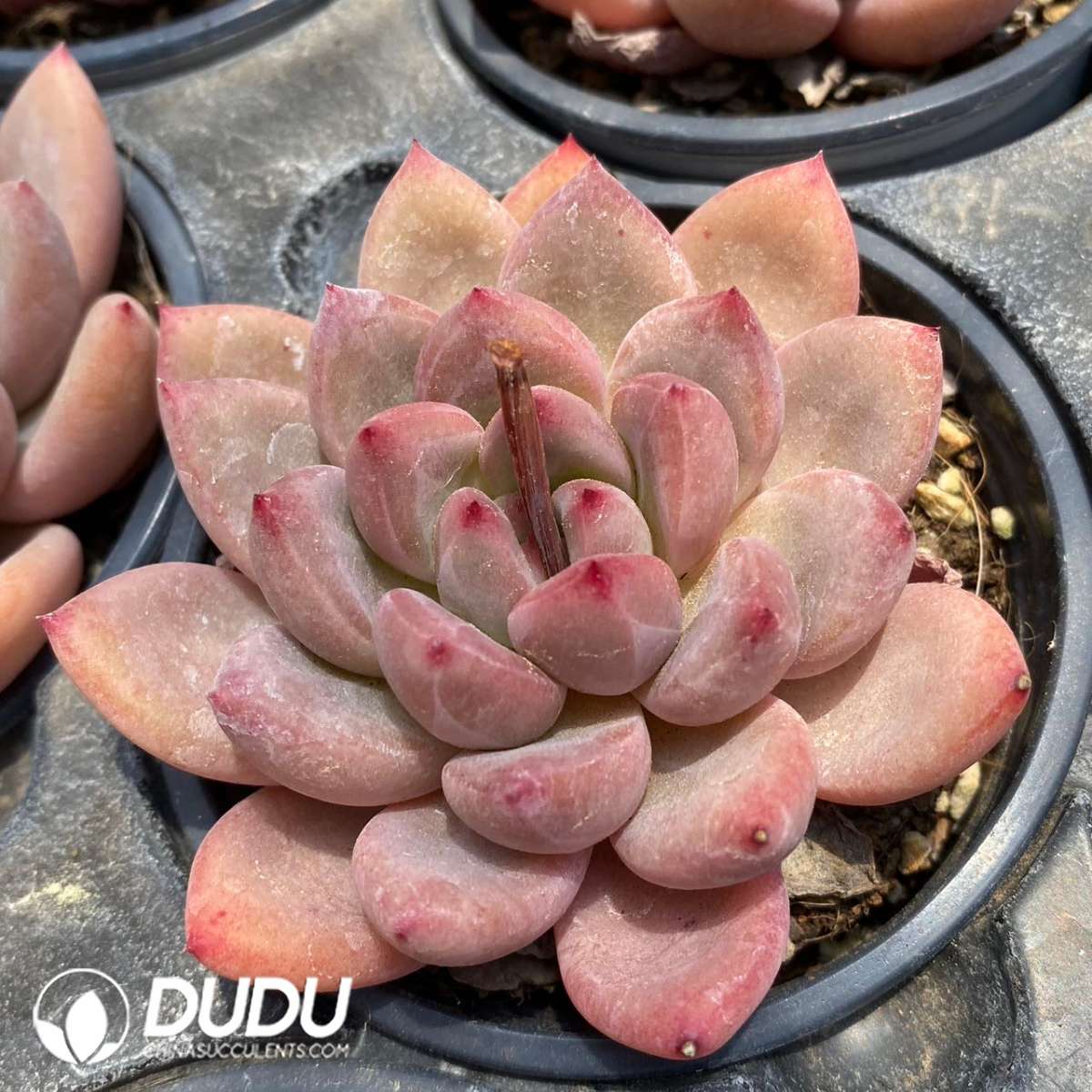 09152D90201.jpg Echeveria Shanks - 画像 (1)
