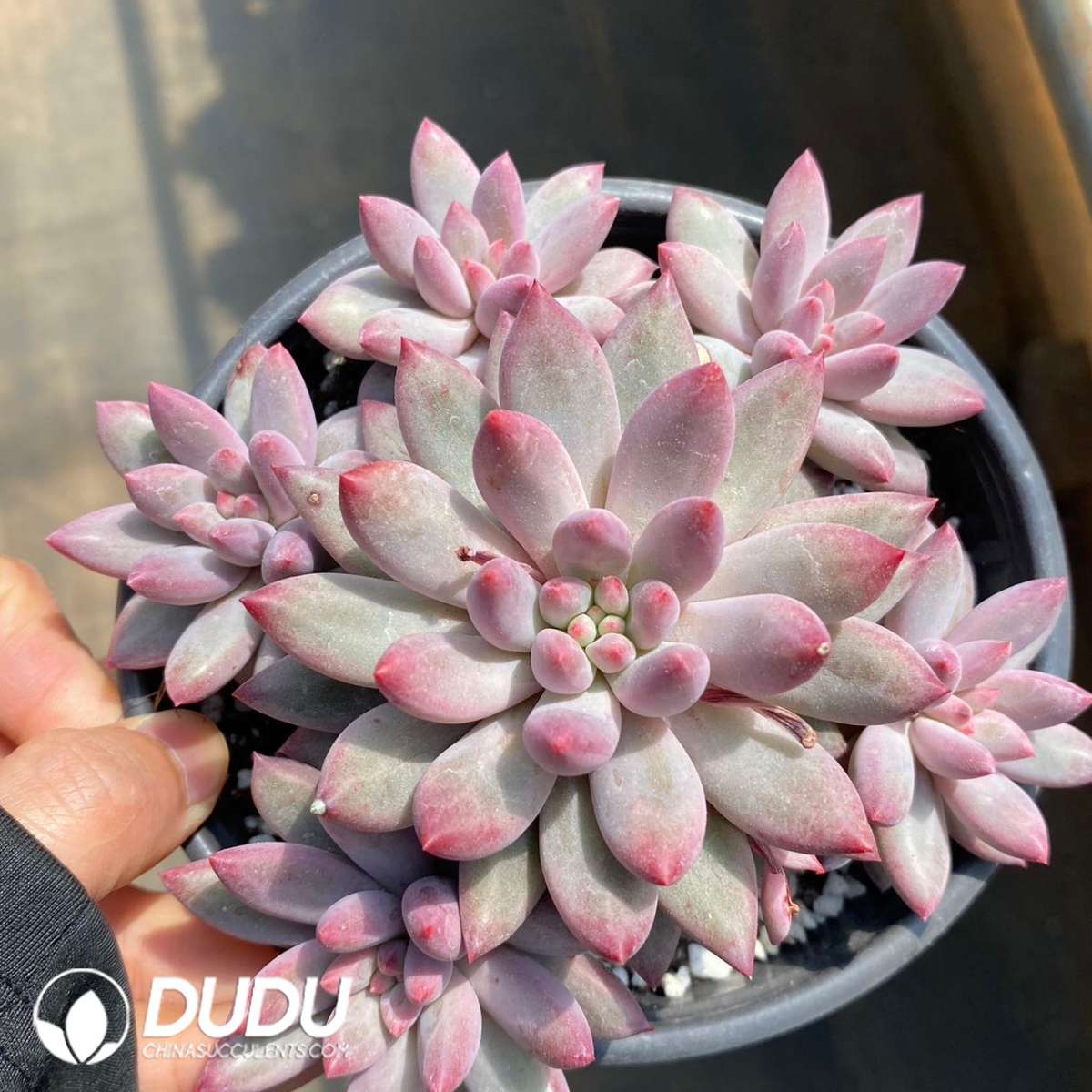 09153D120201.jpg Echeveria Goldfish Hime 5+ Heads Clustering - 画像 (1)