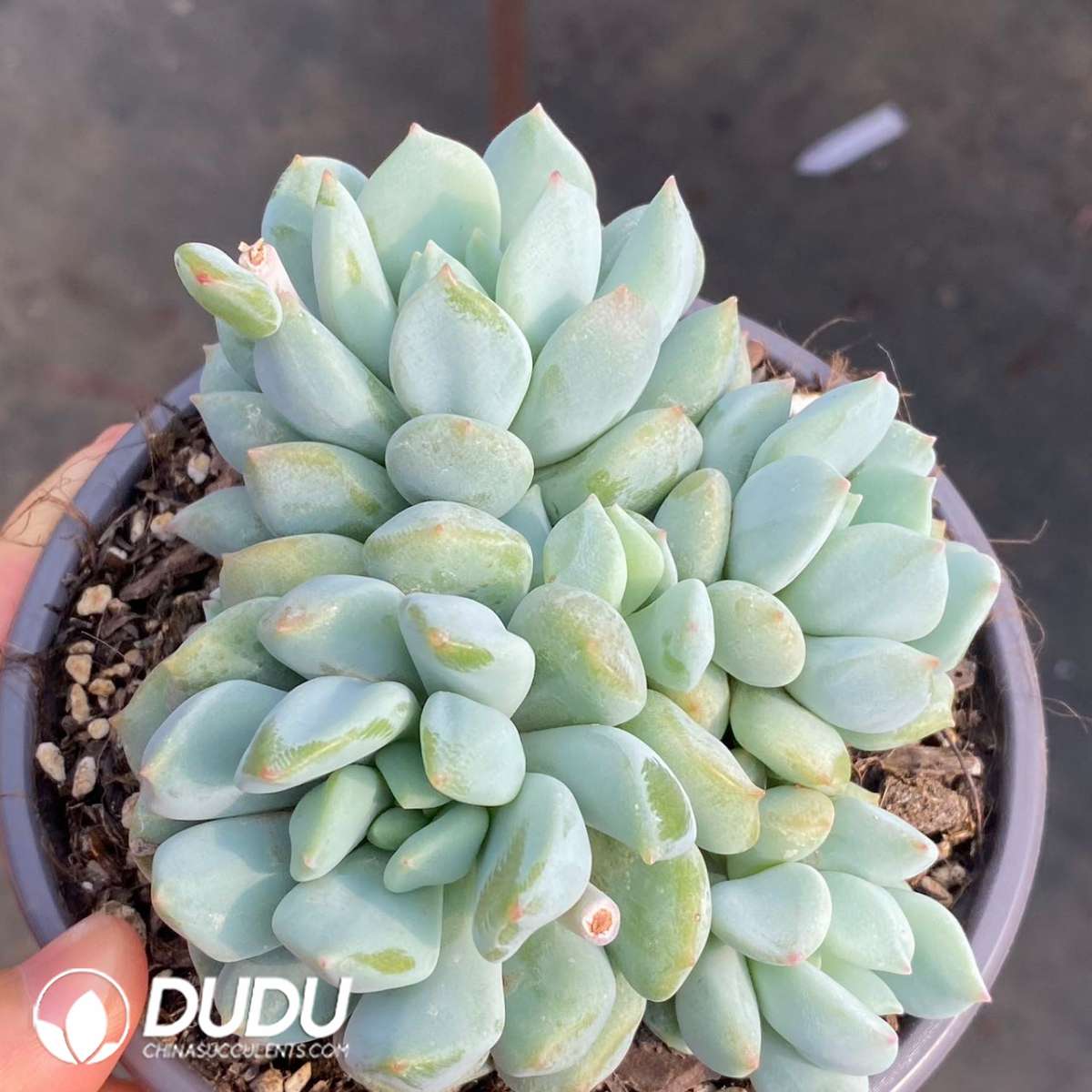 09154D120201.jpg Echeveria Xuanshuang - 画像 (1)