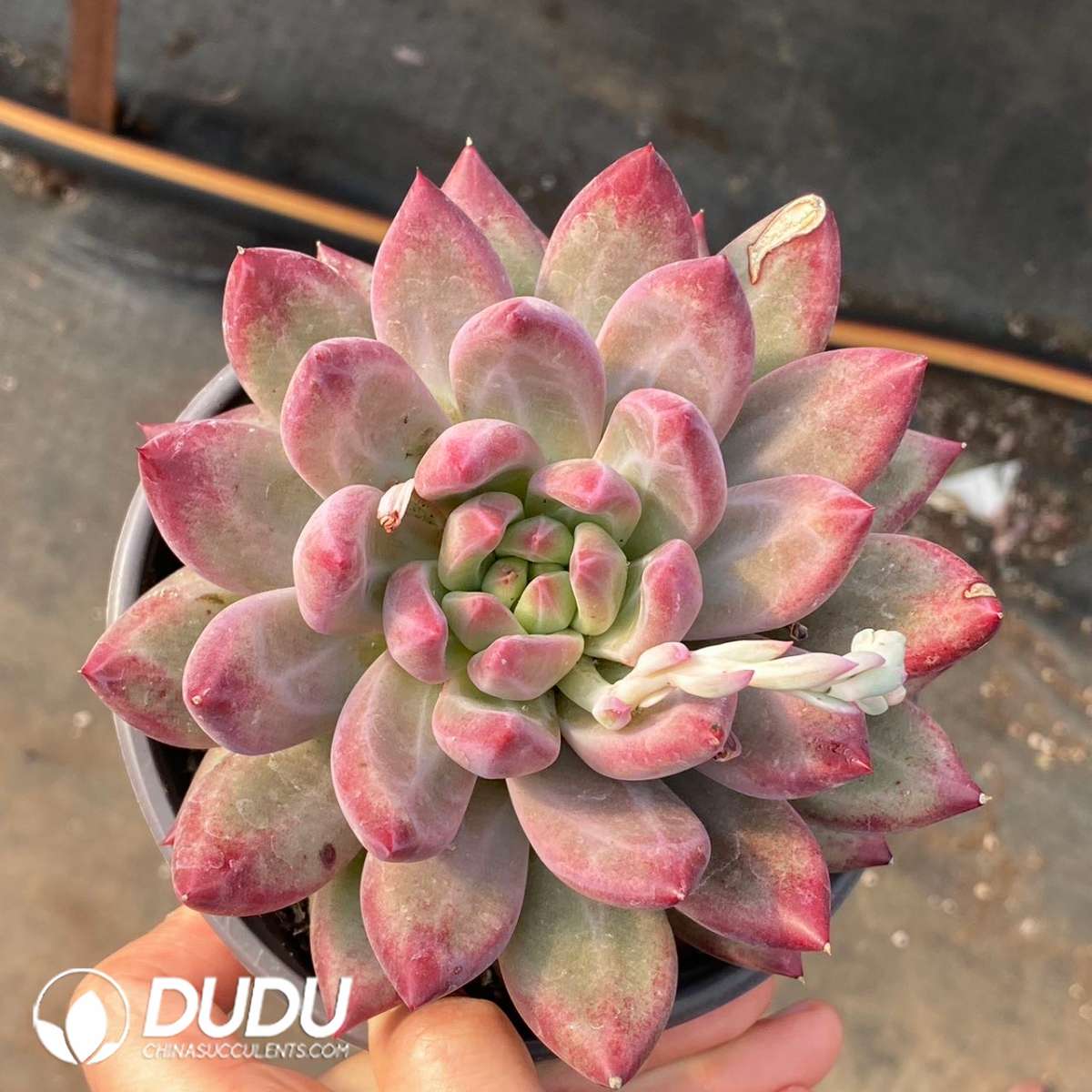 09155D120201.jpg Pachyphytum Yumeiren Fat body - 画像 (1)