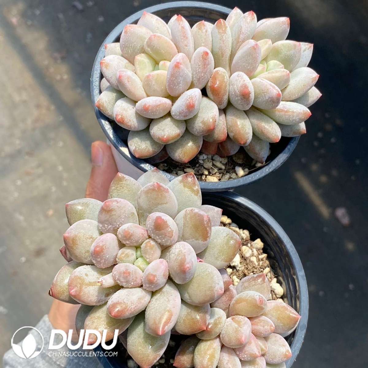 09160D90201.jpg Echeveria Half-summer Beauty Double Heads - 画像 (1)