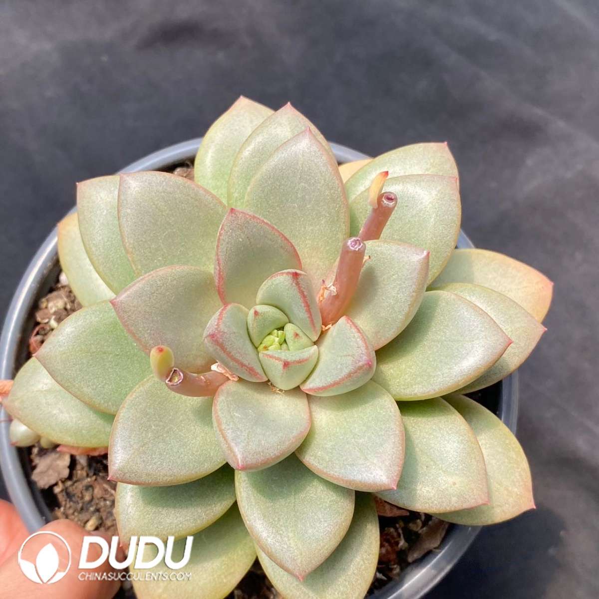 09163D120201.jpg Echeveria General - 画像 (1)