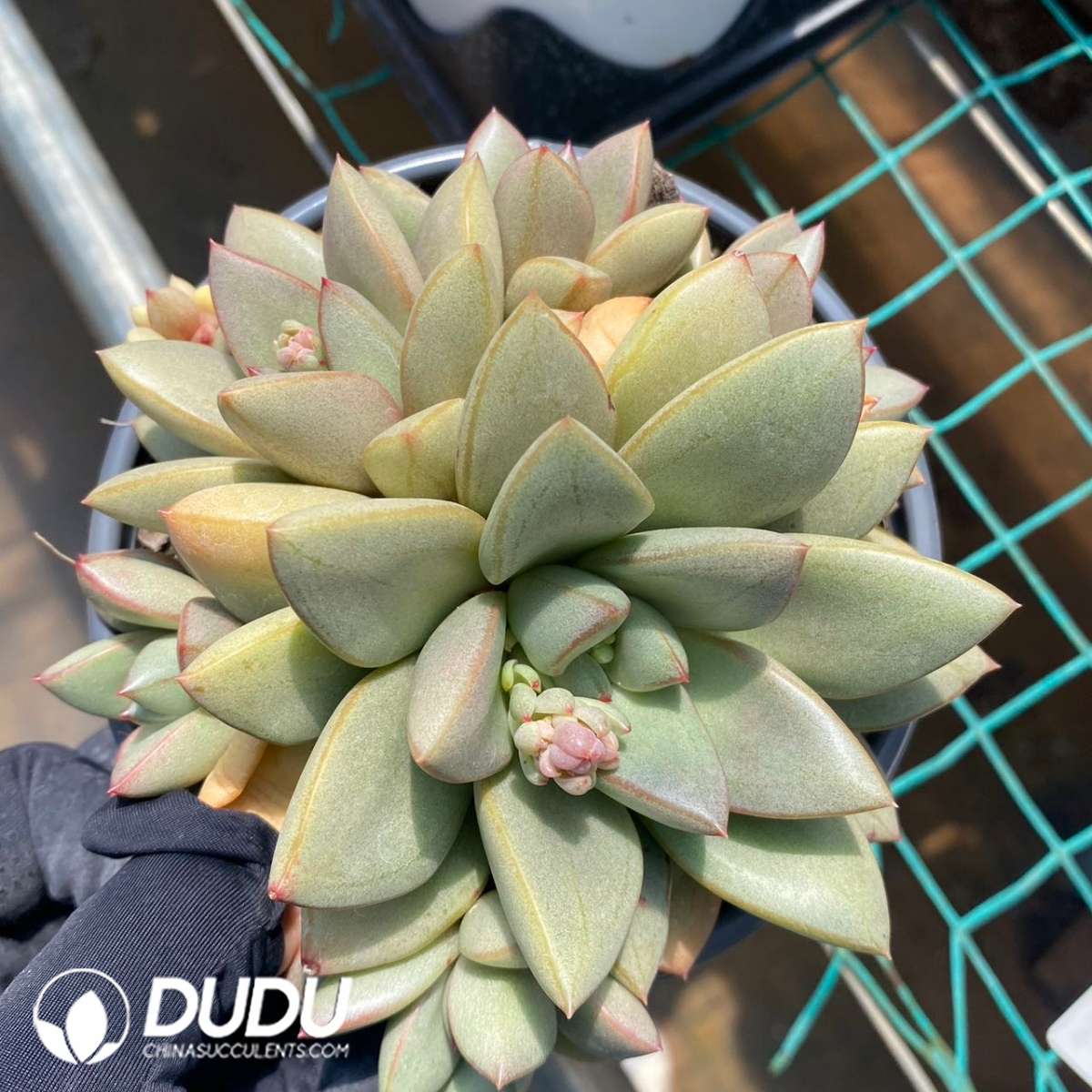 09164D120201.jpg Echeveria General Clustering - 画像 (1)