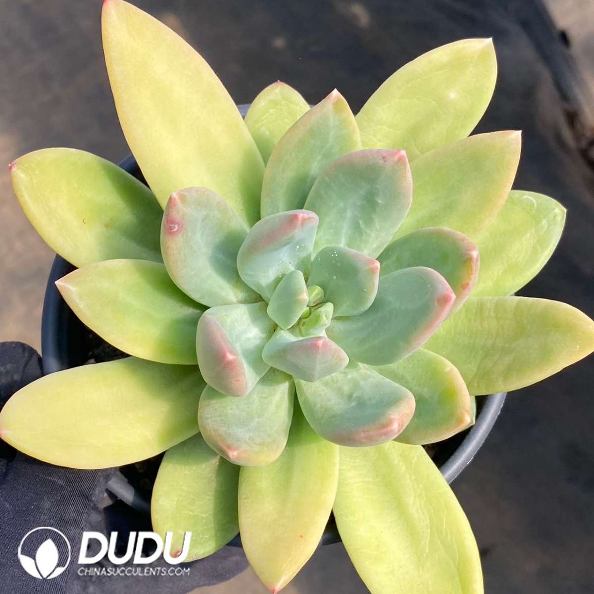 09165D120201.jpg Pachyphytum Ocean Song - 画像 (1)