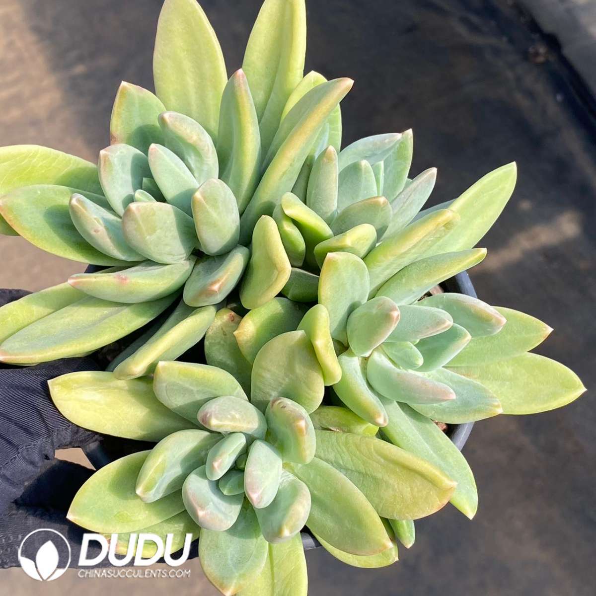 09166D120201.jpg Pachyphytum Ocean Song Clustering - 画像 (1)