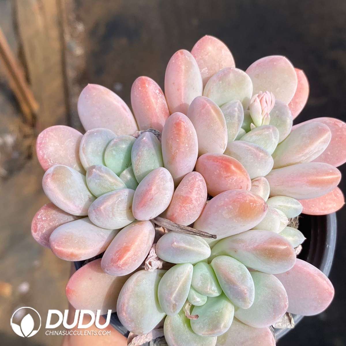09167D90201.jpg Echeveria Livy Beauty - 画像 (1)