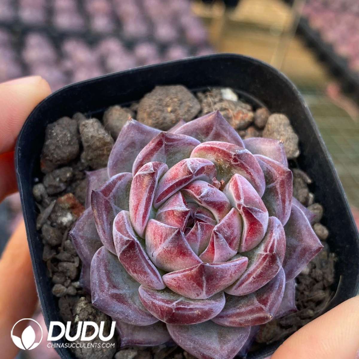 09173D60201.jpg Echeveria Ziyue - 画像 (1)