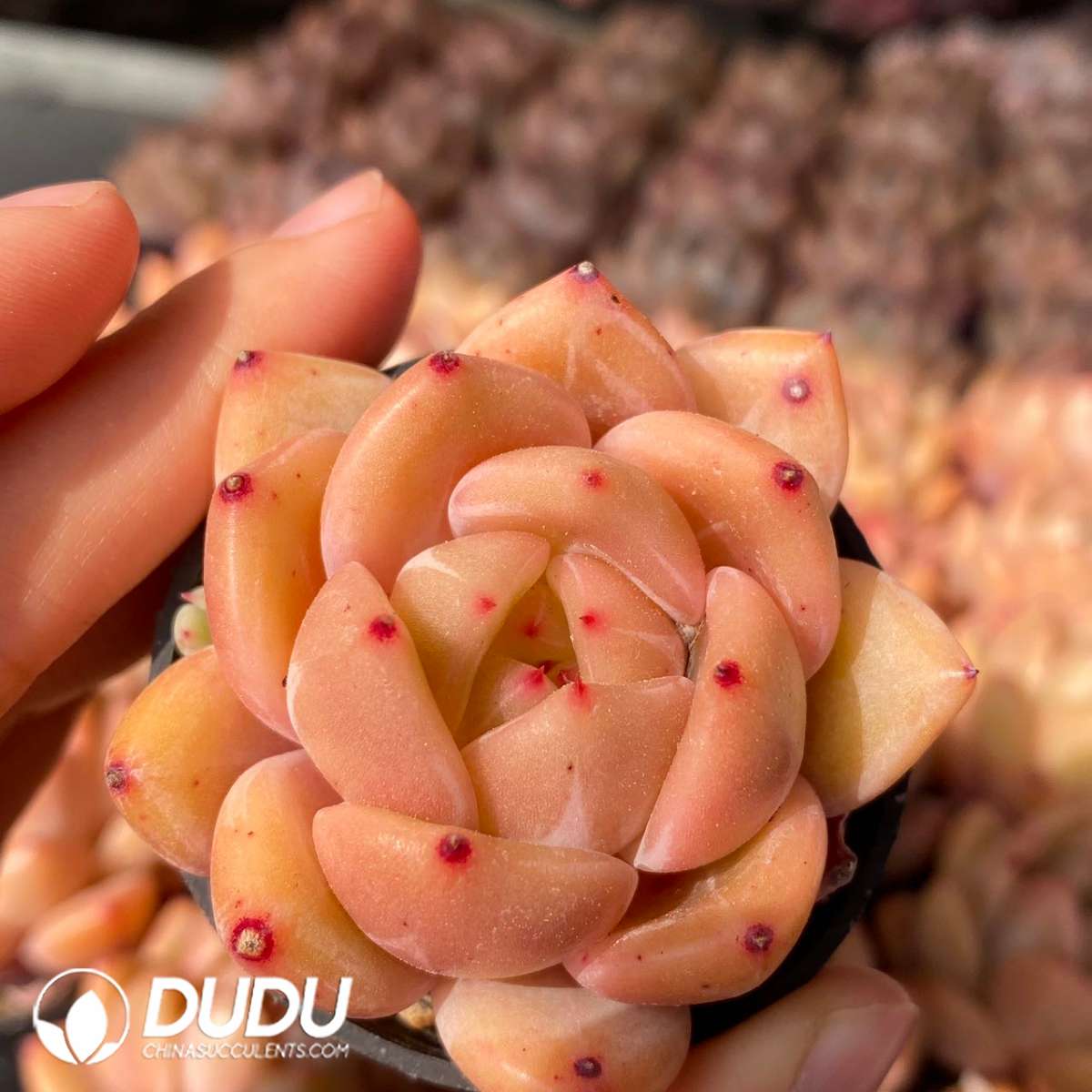 09175D60201.jpg Echeveria Burgundy Champagne - 画像 (1)