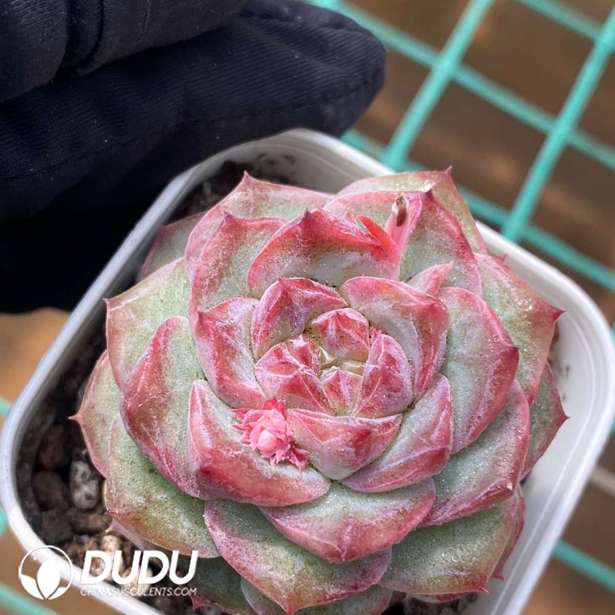 09176D60201.jpg Echeveria Wine Infused Black Tea - 画像 (1)