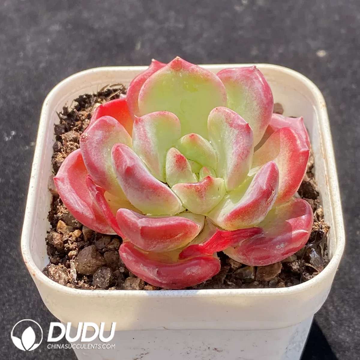 09178D60-1.jpg Echeveria Wenjin - 画像 (1)