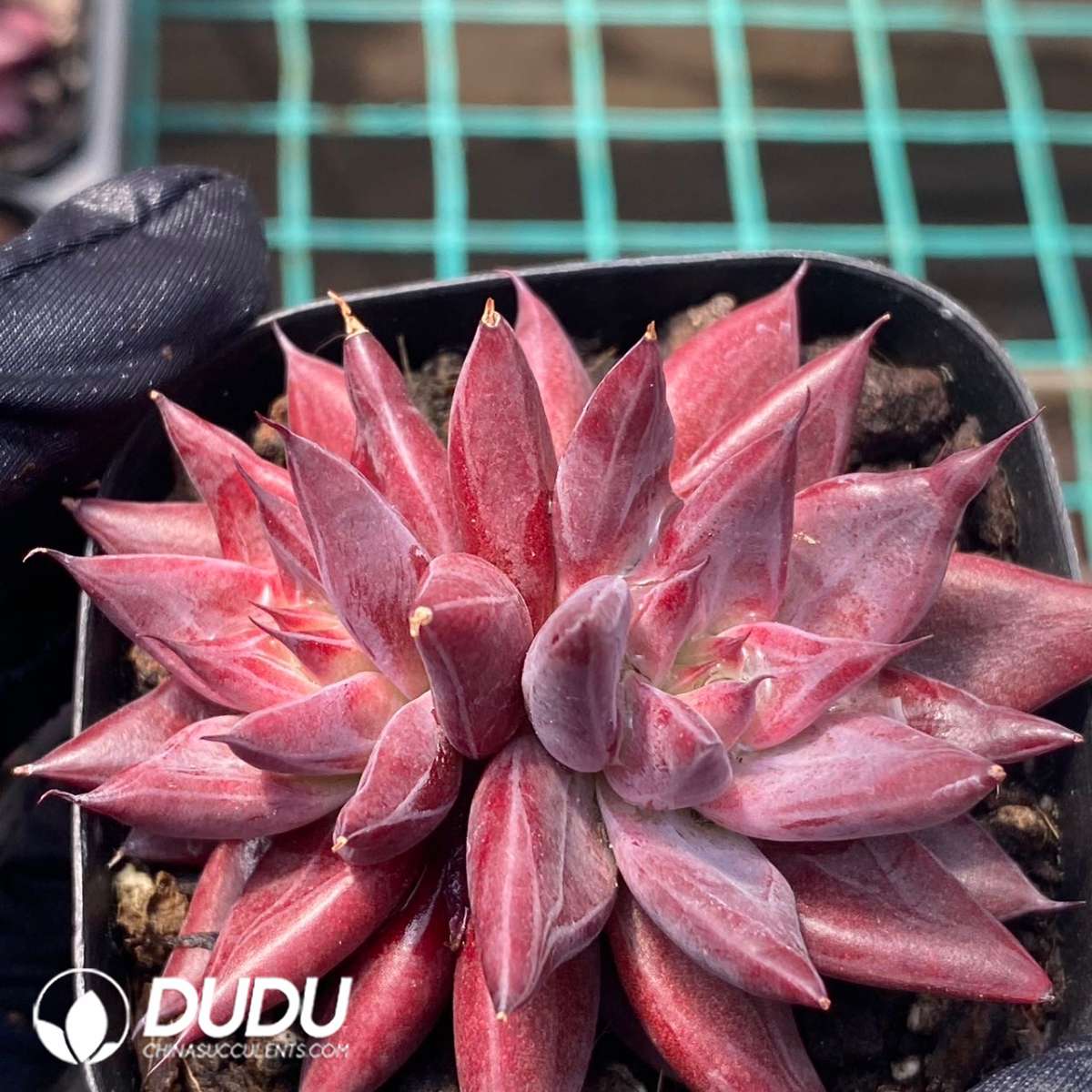 09179D60201.jpg Echeveria Demon Soul Double Heads - 画像 (1)