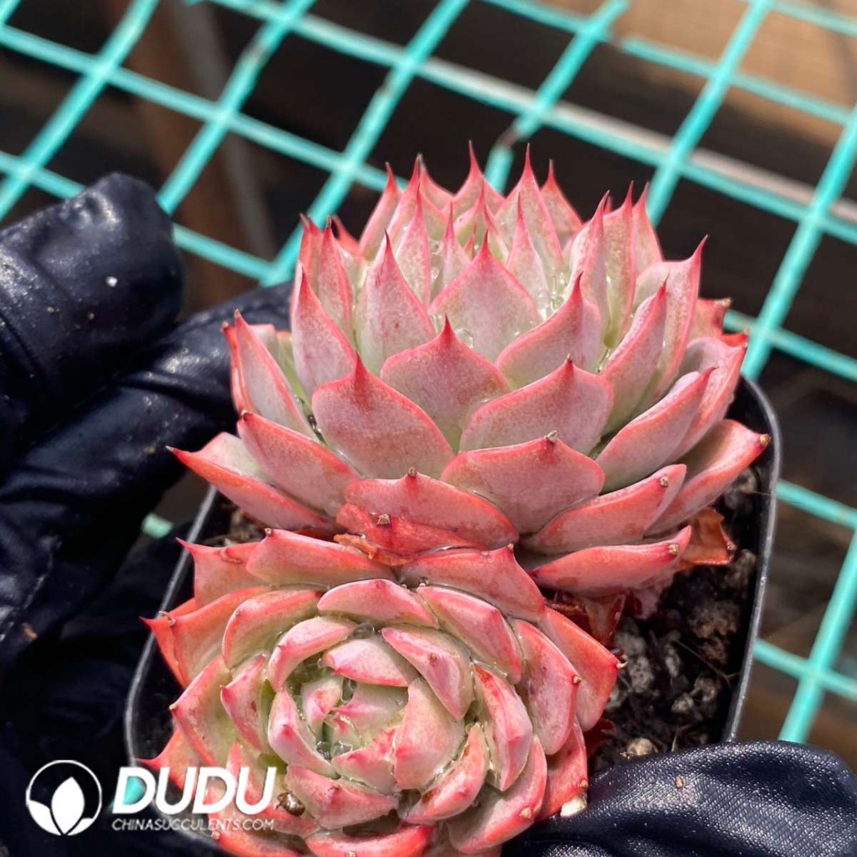 09181D60201.jpg Echeveria Lin Jie Anna Double Heads - 画像 (1)