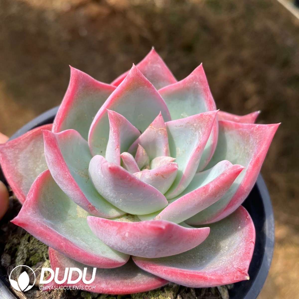 09182D90201.jpg Echeveria Lucas - 画像 (1)