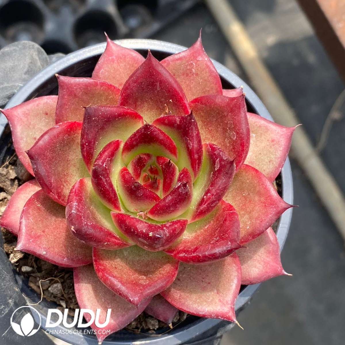 09183D90201.jpg Echeveria Cayenne - 画像 (1)