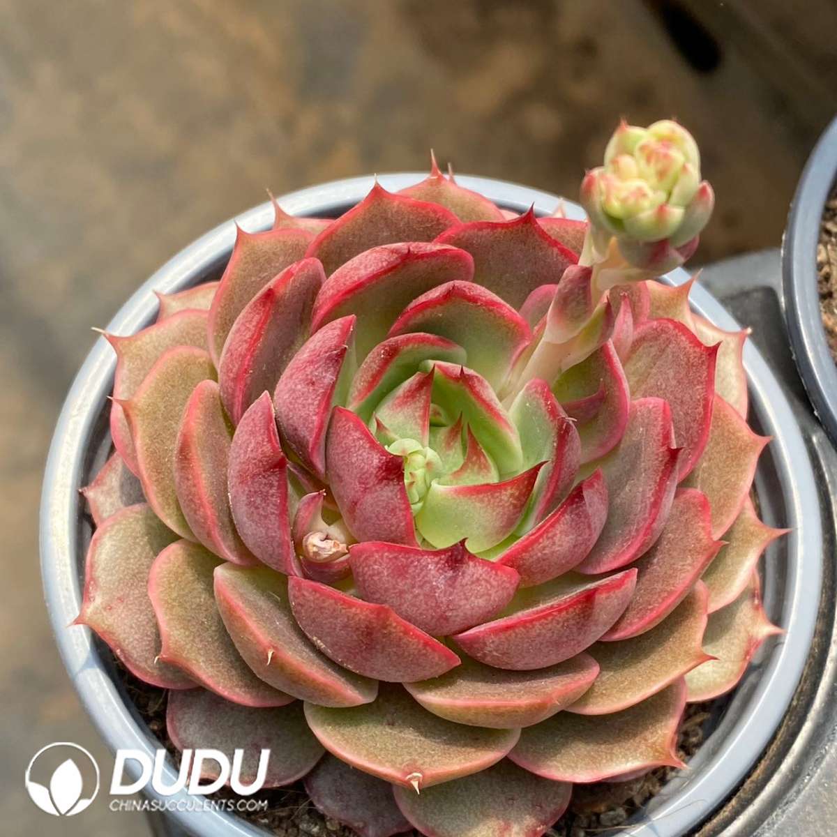 09186D90201.jpg Echeveria Cestar - 画像 (1)