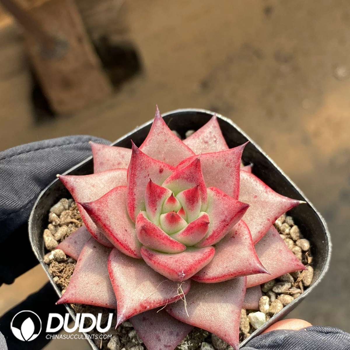 09192D60201.jpg Echeveria Agavoides Romeo - 画像 (1)