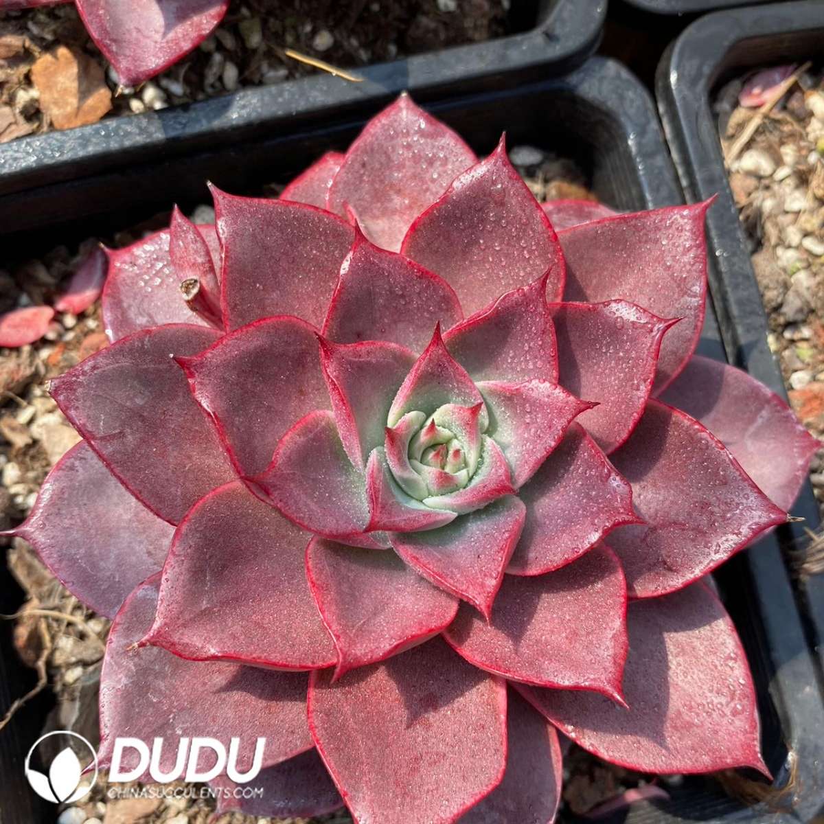 09193D140201.jpg Echeveria Corsican Rose - 画像 (1)