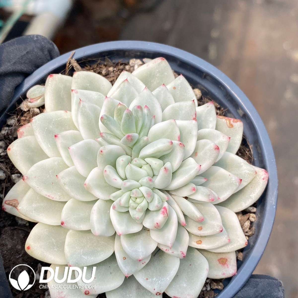 09198D90201.jpg Echeveria Zaragoza Variegated - 画像 (1)