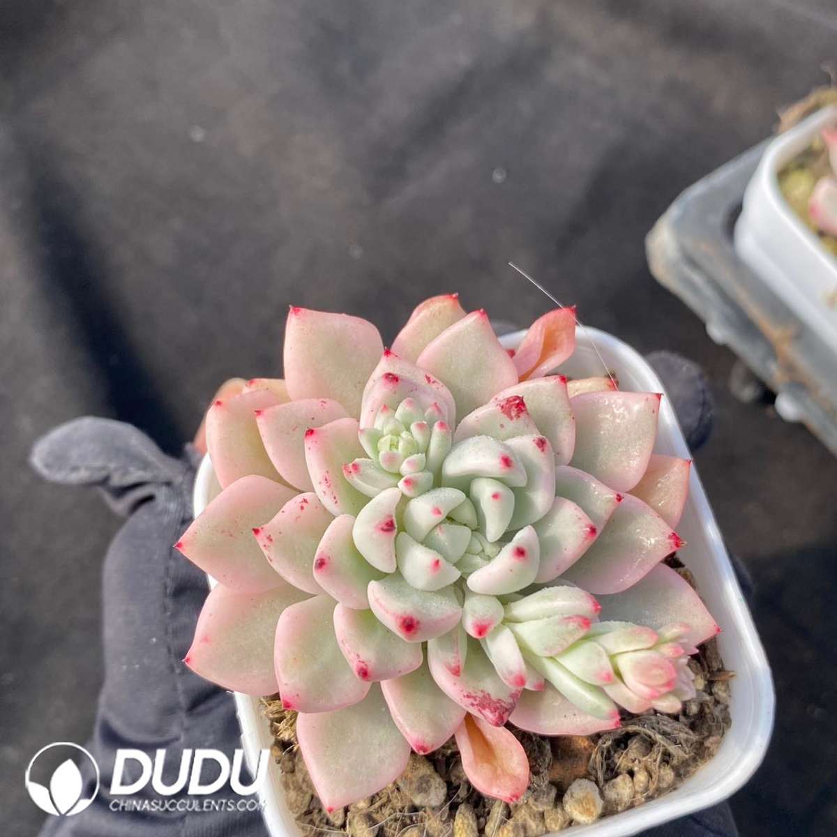 09199D60201.jpg Echeveria Zaragoza Variegated - 画像 (1)