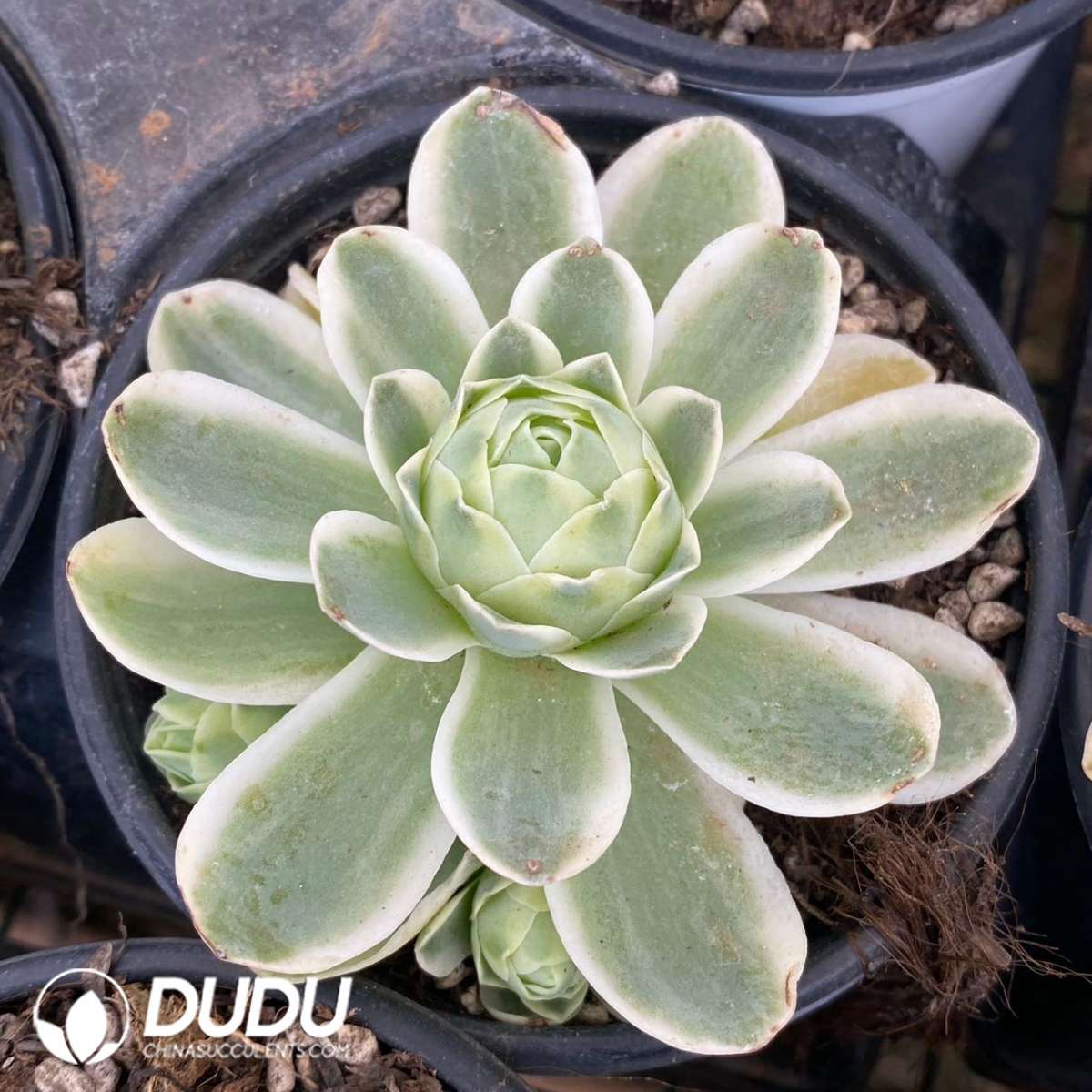 09200D90201.jpg Echeveria Mountain Rose Variegated - 画像 (1)