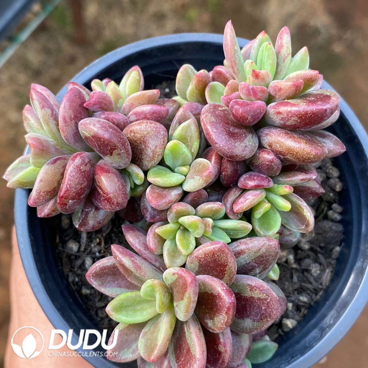 09201D90201.jpg Echeveria Rezry Variegated - 画像 (1)