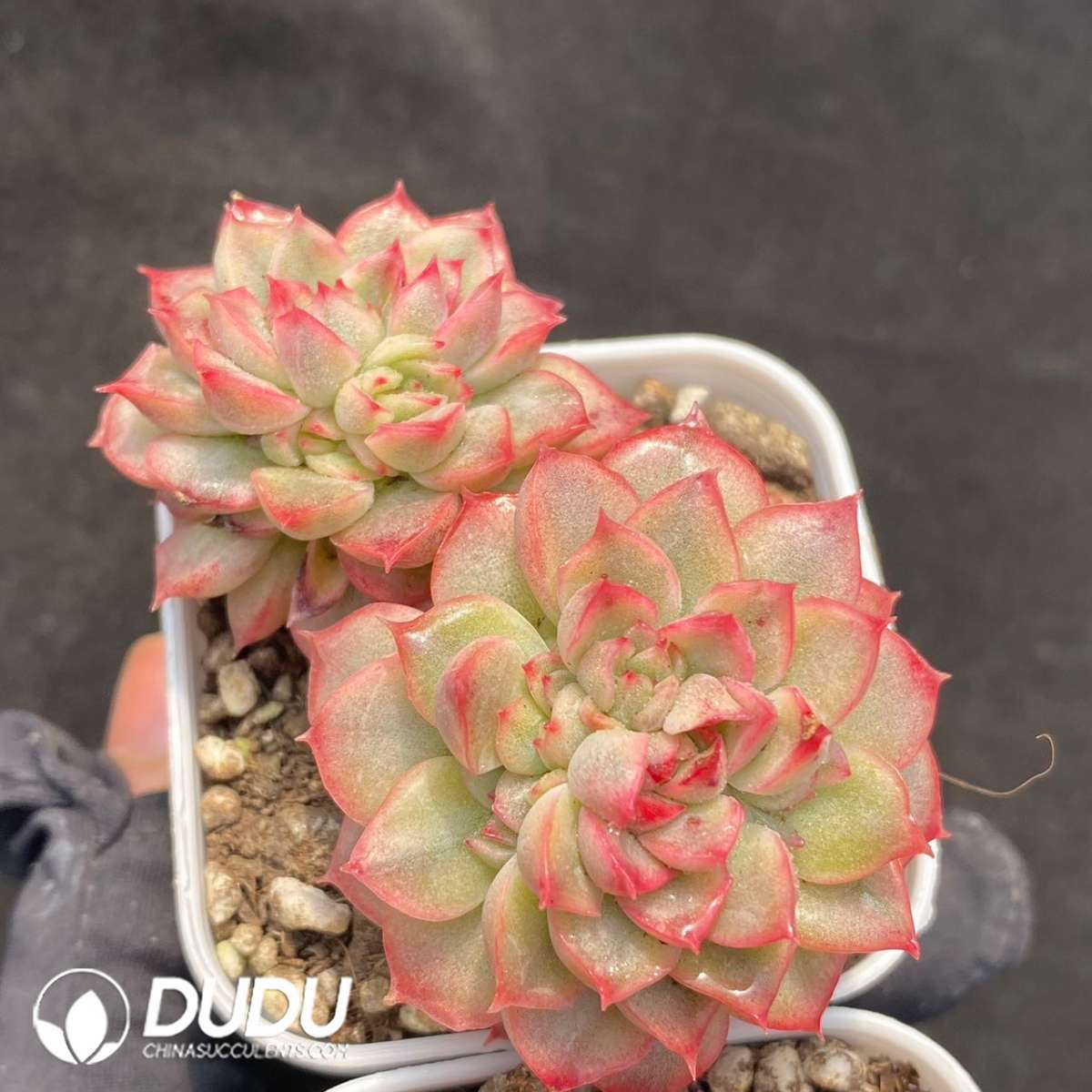 09202D60201.jpg Echeveria Maibina Variegated - 画像 (1)