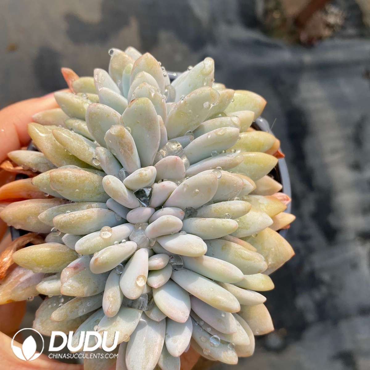 09209D90201.jpg Echeveria Pink Bunny Cristata - 画像 (1)