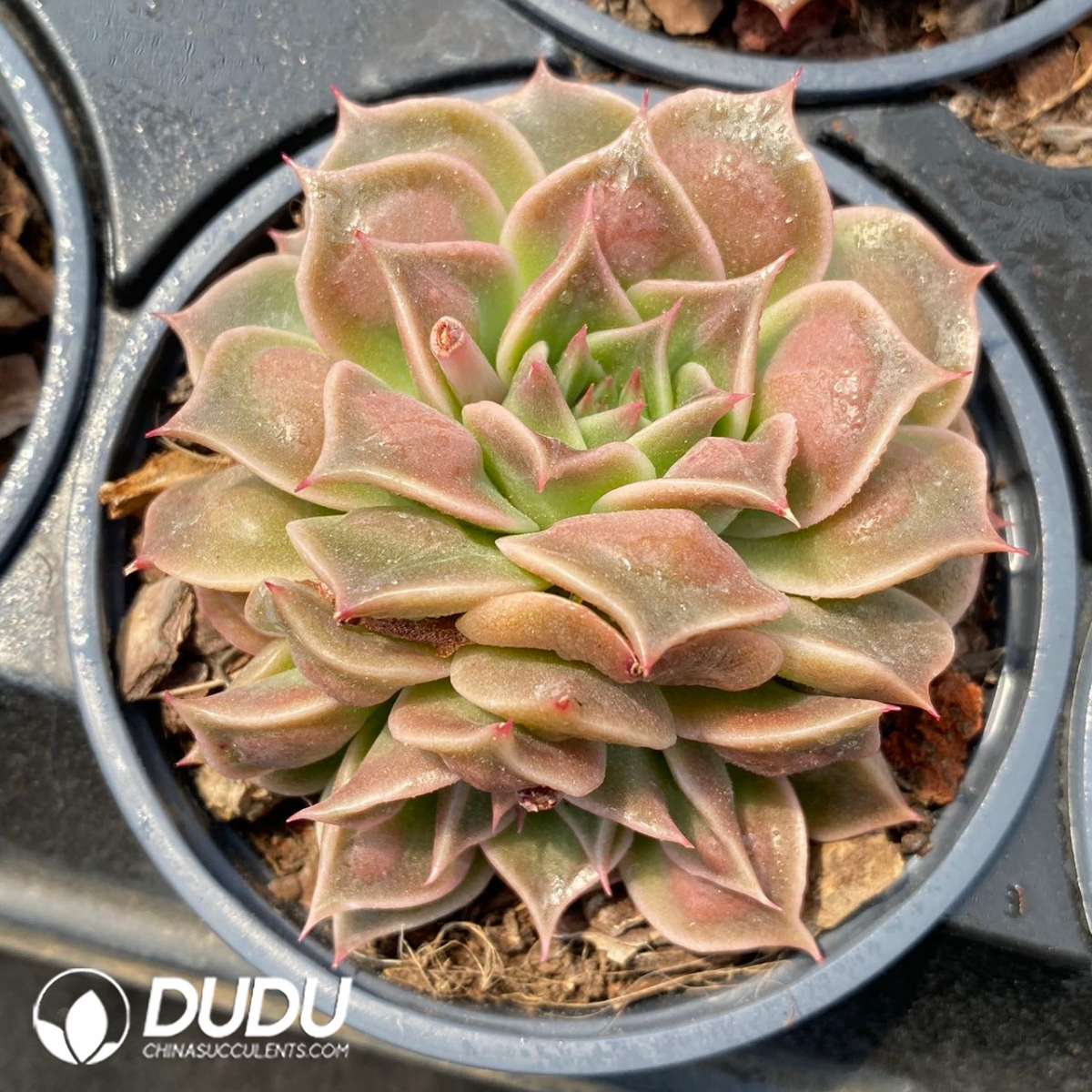09216D90201.jpg Echeveria Super Power - 画像 (1)