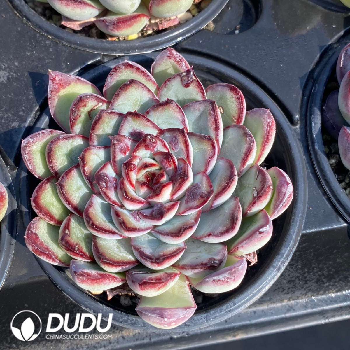 09217D90201.jpg Echeveria Spirit Pearl - 画像 (1)