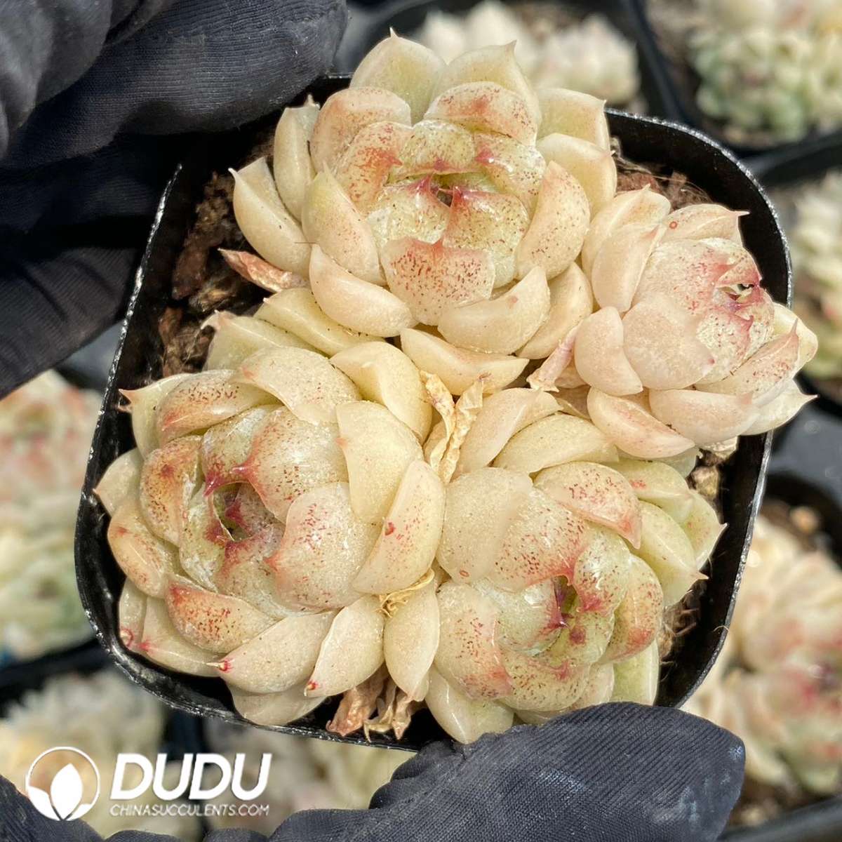 09221D60201.jpg Echeveria Black Pearl Clustering - 画像 (1)