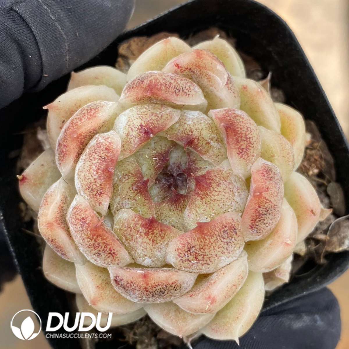 09222D60201.jpg Echeveria Black Pearl - 画像 (1)