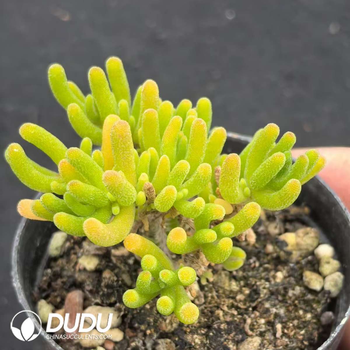 09228D60201.jpg Dicrocaulon Fluorescent Rabbit - 画像 (1)