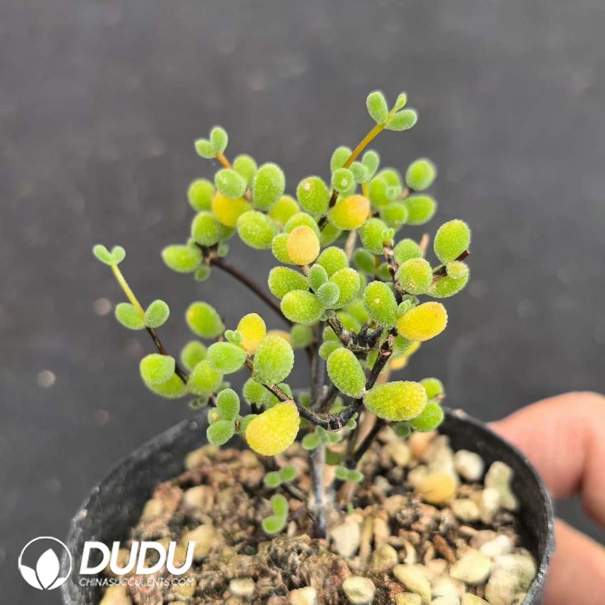 09229D60201.jpg Dicrocaulon ramulosum Jade - 画像 (1)