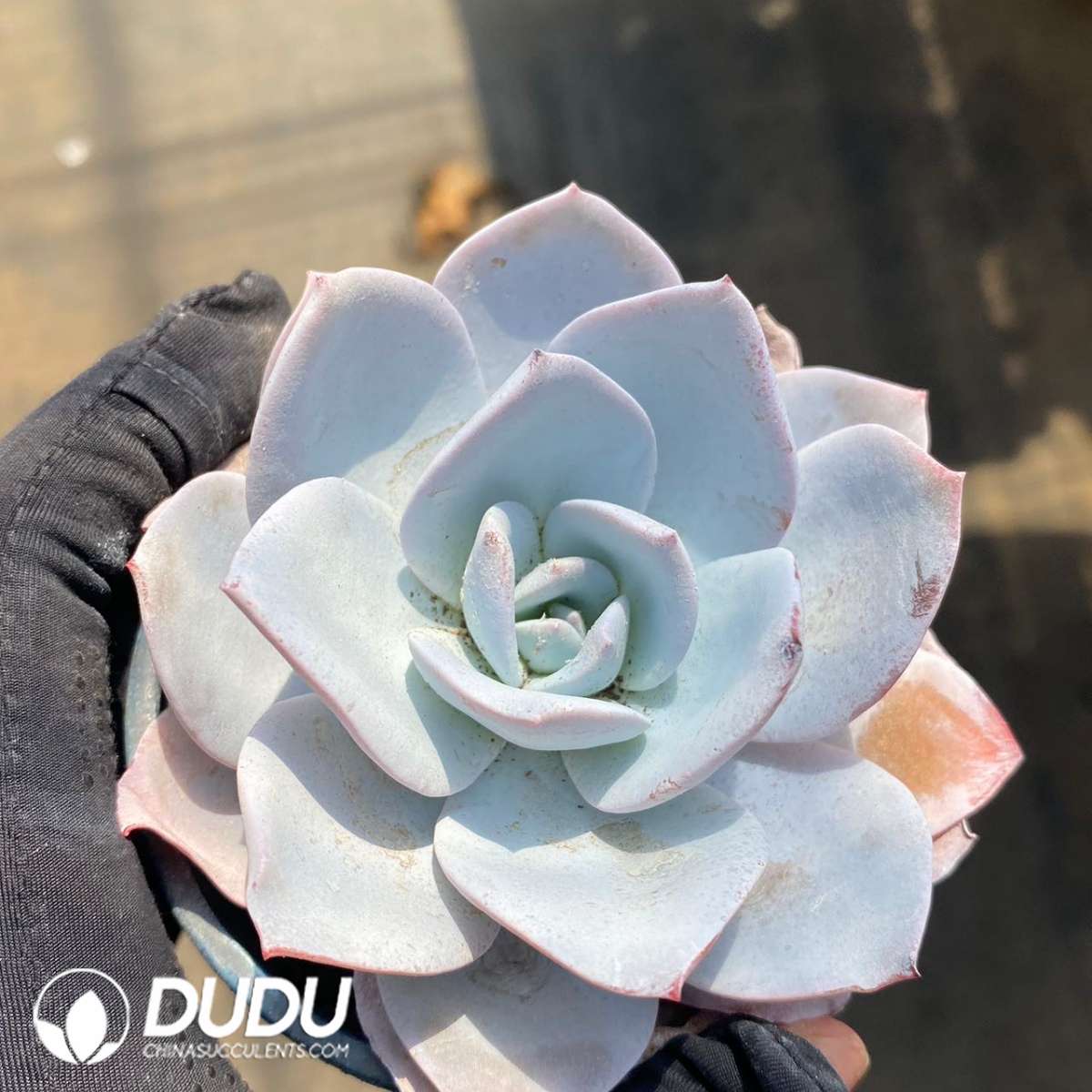 09239D90201.jpg Echeveria white lotus - 画像 (1)