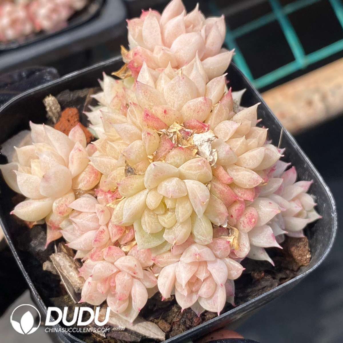 09240D60201.jpg Echeveria green gem - 画像 (1)