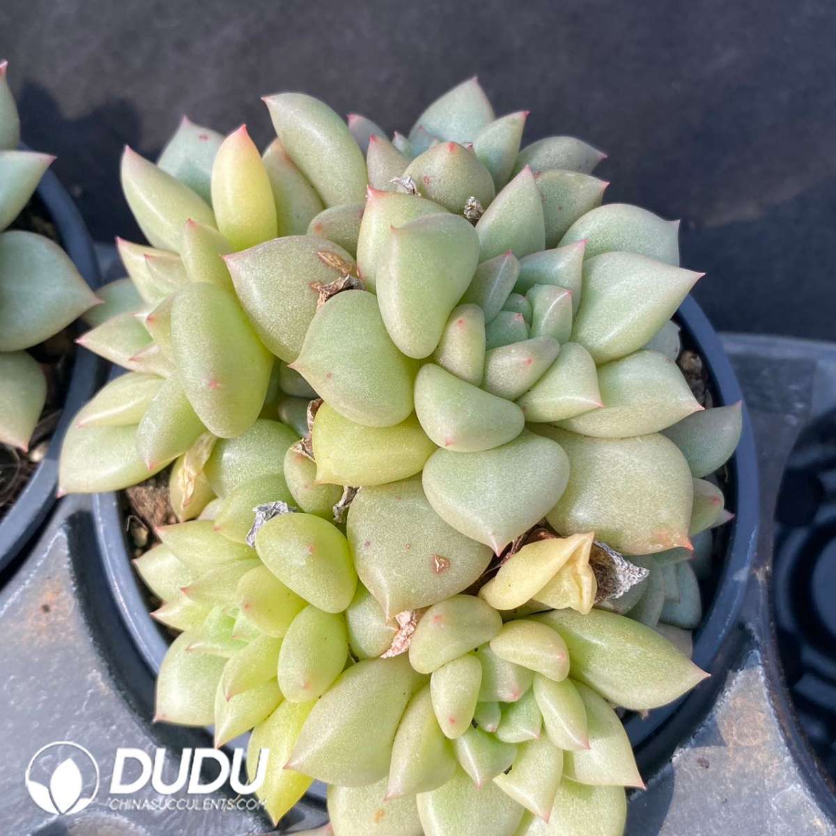 09243D90201.jpg Echeveria golden fruit - 画像 (1)