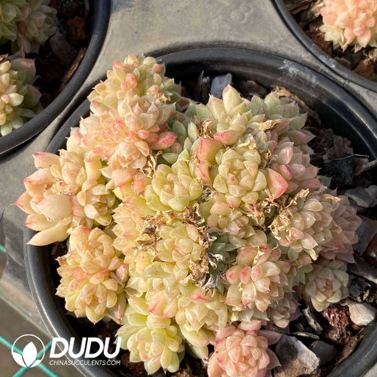 09246D120201.jpg Echeveria green gem - 画像 (1)