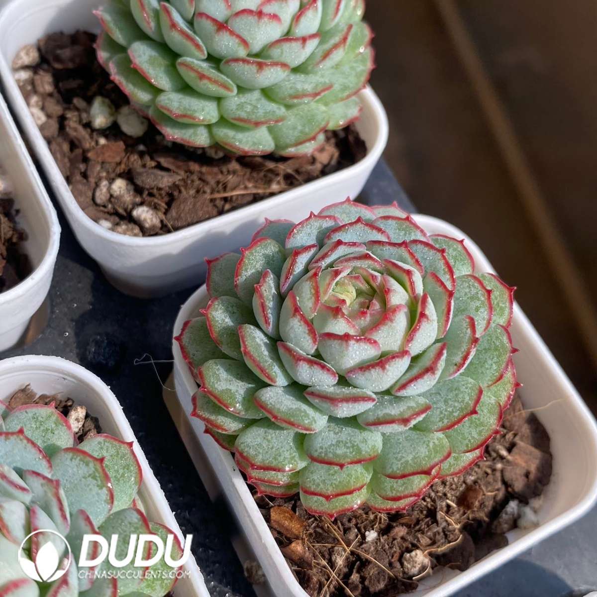09247D60201.jpg Echeveria red boat - 画像 (1)